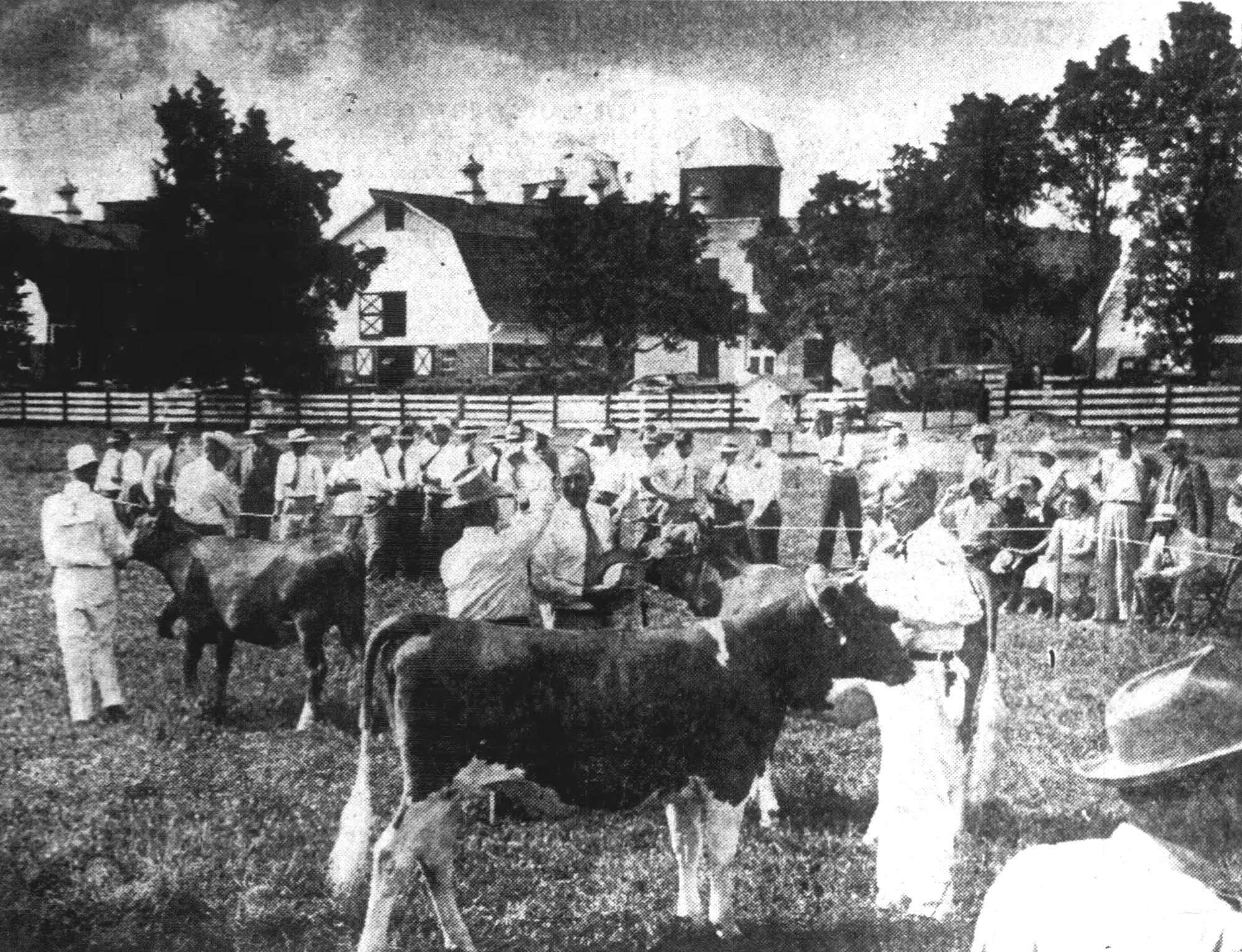 Bayville farms dairy operations with Guernsey cattle