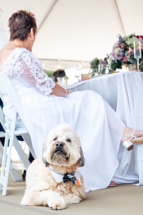 A dog resting beside Leslie at the reception table