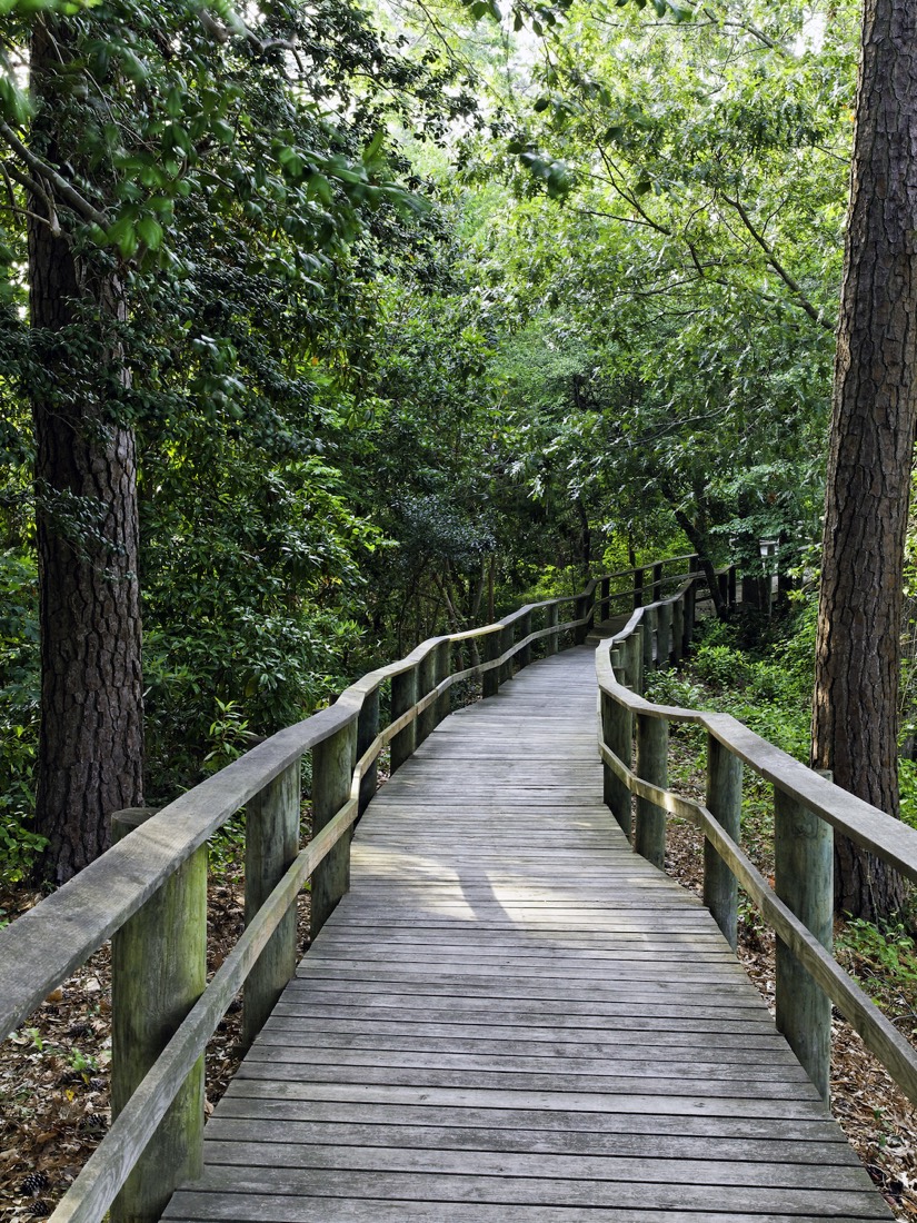 The wooden nature trail winding through lush green woodland